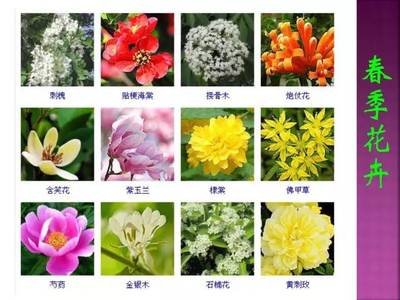 500种花朵名称,花朵名称及花语