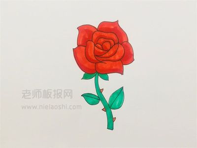 漂亮玫瑰花图片,最漂亮的玫瑰花图片大全