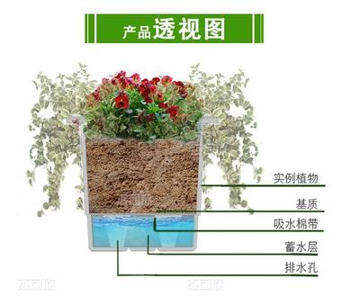 长方形花盆植物效果图,长方形花盆植物效果图片