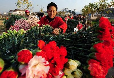 西昌花卉批发市场地址电话,西昌花卉基地电话