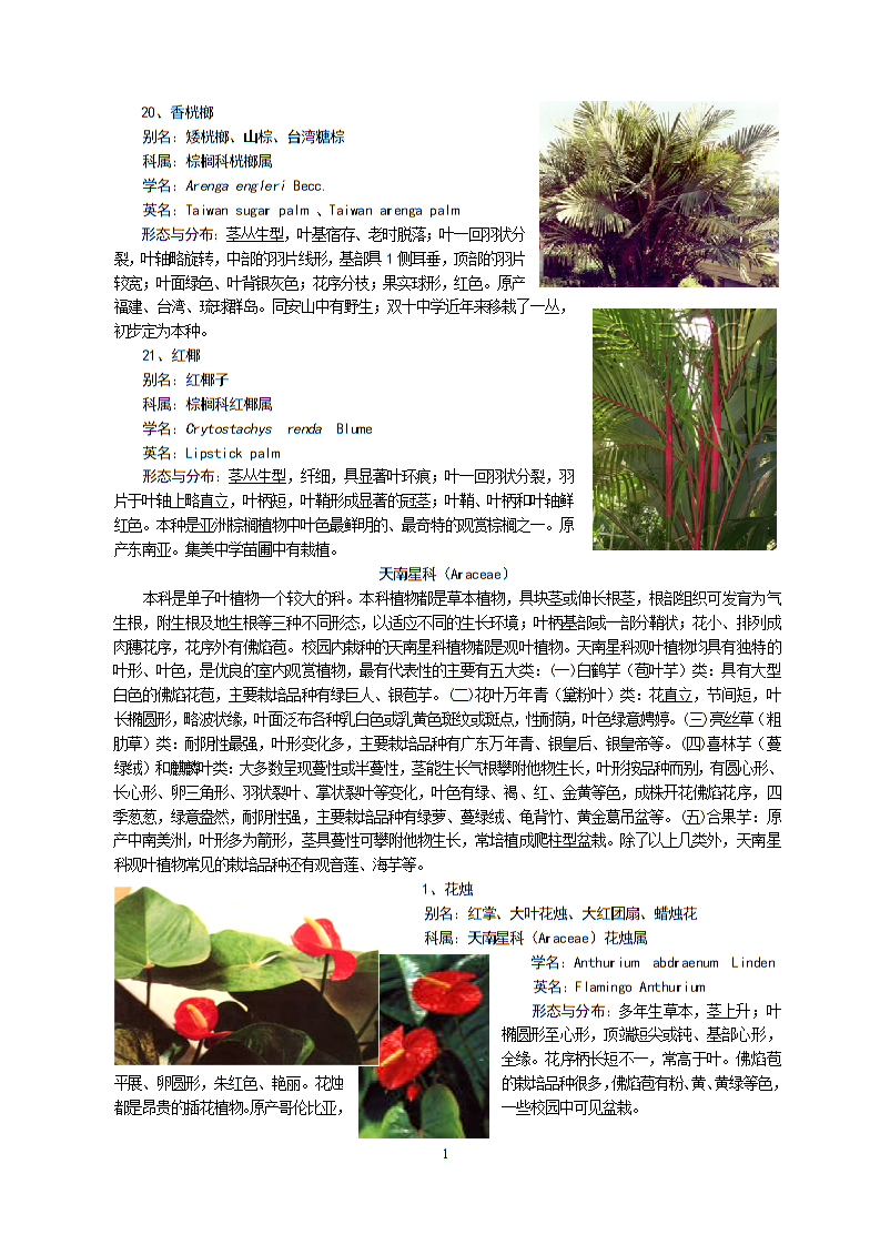 校园常见36种植物图片,小学生认识的植物