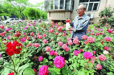 室内养文竹有哪些好处,室内养文竹的好处