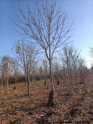 西安苗圃基地联系方式及电话,西安苗圃基地联系方式及电话查询