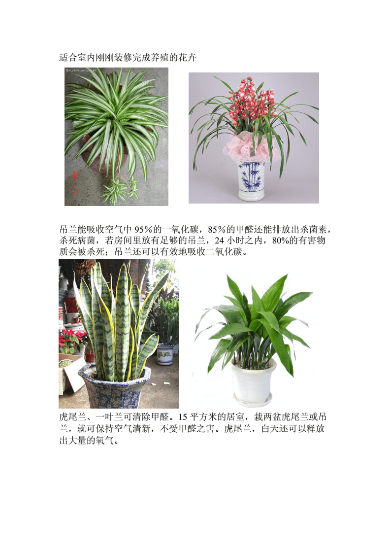 适应室内养殖的花卉,适合室内养殖的花卉都有哪些