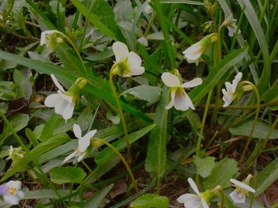 白花草药图片大全,白花草药材图片