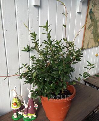 什么爬藤植物四季常青还开花,什么爬藤植物四季常青还开花最美