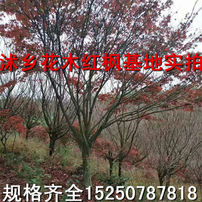 中国红枫风景树,中国红枫叶树