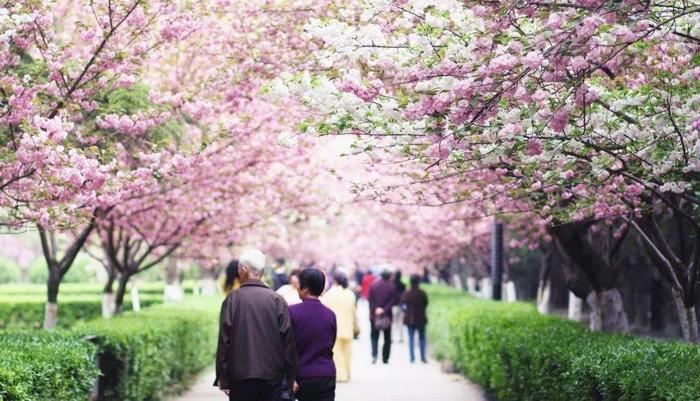 日本樱花树图片唯美,日本樱花树图片唯美风景