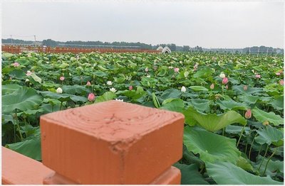 怎样种睡莲视频,睡莲种法视频