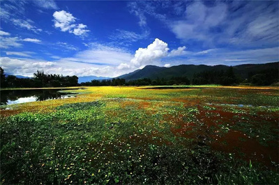 中国10大花卉上市公司,花卉上市企业