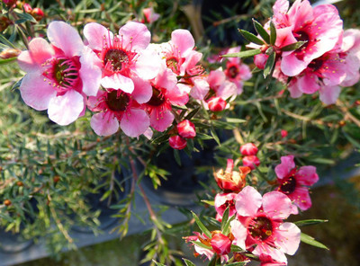 个种花的花语,种花象征着什么