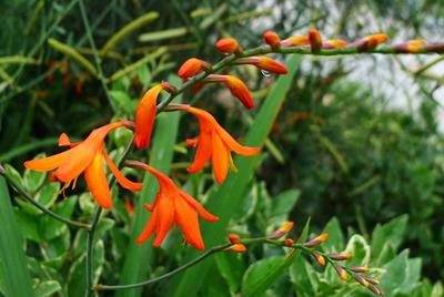 鲜花批发流程,鲜花批发流程怎么写