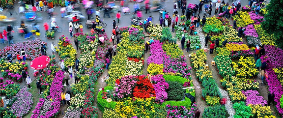 广州花卉市场,广州花卉市场 盆栽 批发市场在哪里