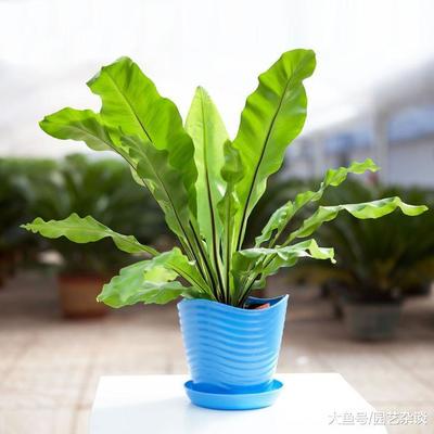 超耐阴的8种室内植物,十大客厅耐阴绿植排名