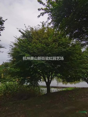 杭州花木基地在哪里,杭州花木基地在哪里啊