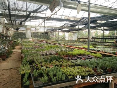 东湖花木城复工了吗,东湖花木城有卖鲜花吗