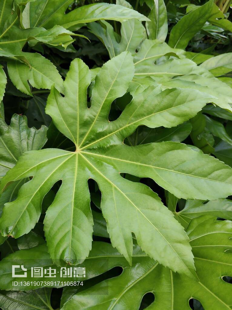 各种绿叶植物的名字及图片,各种绿叶菜图片