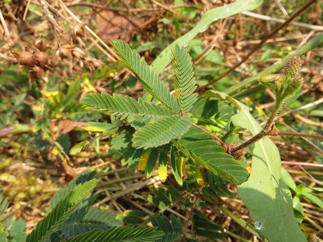 农村常见的植物300种图片,农村最常见的植物有哪些