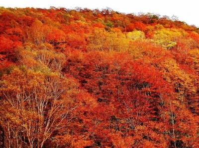 北京看红叶最佳景点,2020年北京看红叶的地方都有哪些