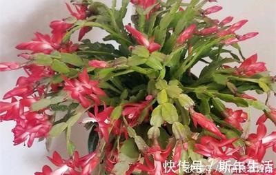 金钱树图片欣赏,金钱树 植物图片