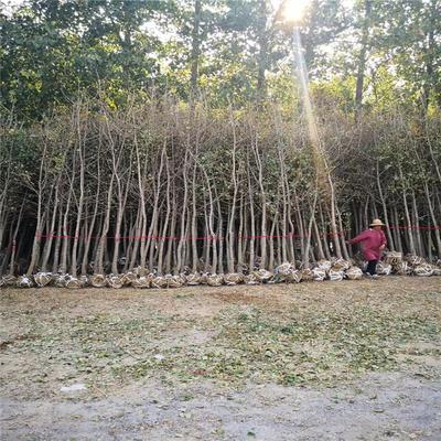 银杏树苗木基地,大型苗木基地银杏