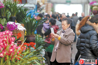 南昌最大的花卉市场在哪里,南昌花卉市场哪家更好