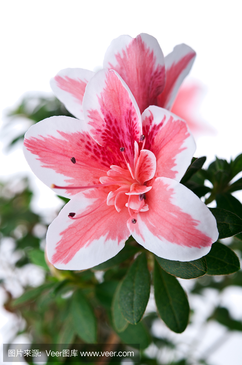 红色杜鹃花,红色杜鹃花的寓意和象征