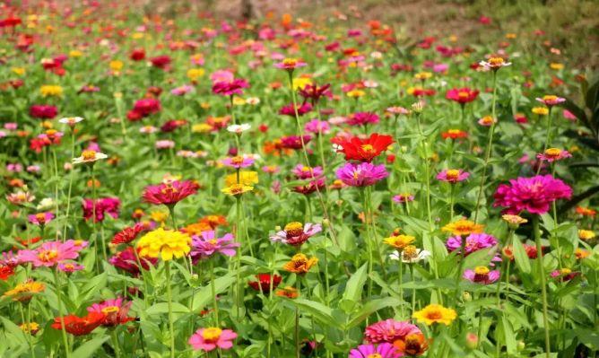 花卉八大分类,花卉分类方式有哪些