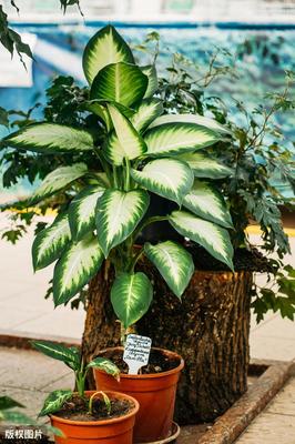 盆栽植物图片大全及花名,盆栽植物图片大全及花名图