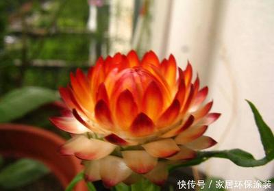 草本花卉图片及名称大全及花名,草本花卉有哪些种类图片