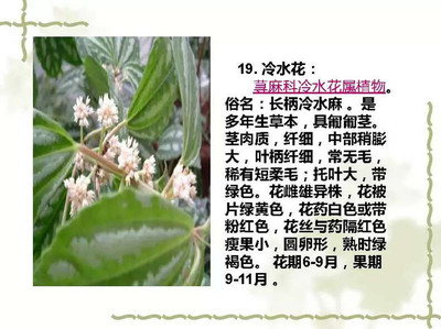 常见100种植物介绍样子,常见植物大全 种类