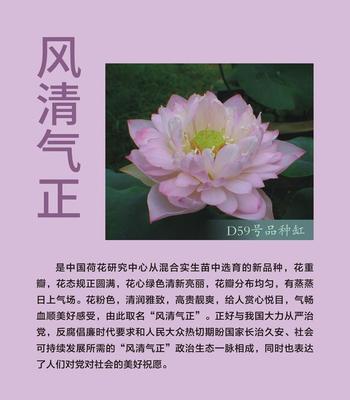 花的品种图片和花名寓意,花的品种图片和花名寓意图