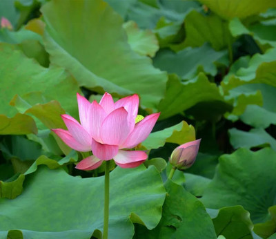 百度识花卉,百度百科花卉