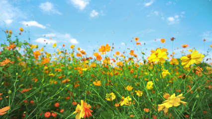 图片花朵唯美风景,图片花朵素材