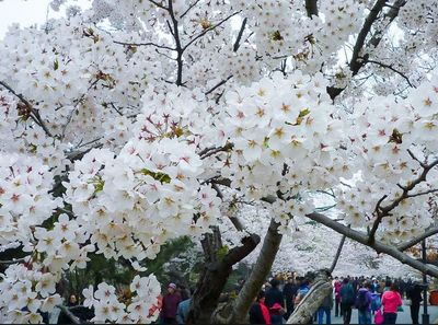 40种花的名字,一些花的名字