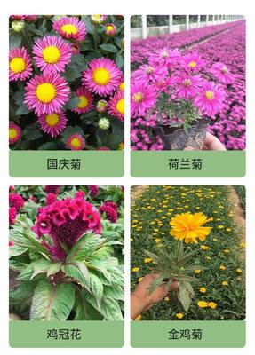 10月份可以播种的花,10月份播种的花种