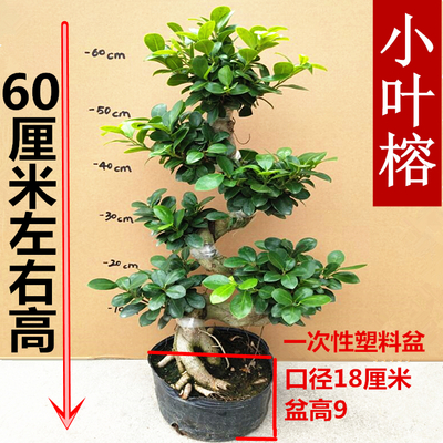 适合室外养的盆栽植物,适合室外养的盆栽植物 耐寒