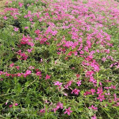 芝樱花最佳种植时间,芝樱花种植技术