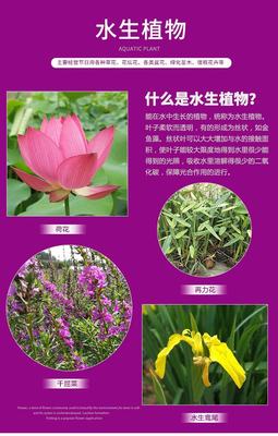 花卉的解释意思是什么呢,花卉指的是什么?