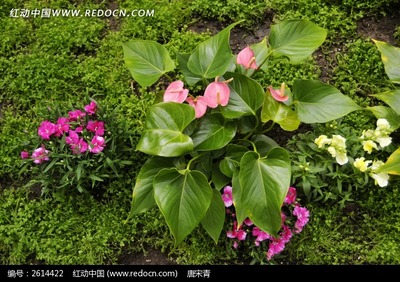 花卉是什么植物类型,花卉植物是什么意思