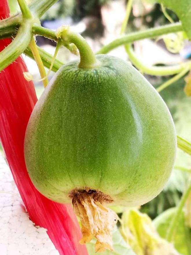 花盆种小西红柿的方法,阳台花盆种植西红柿怎么才能让果大又多