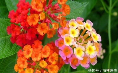 10种花的名字和图片,十种花的名称