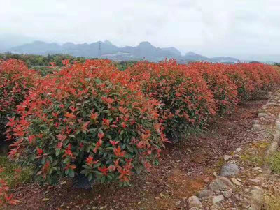 桂花树叶子尖发黄干枯怎么办,桂花树叶子尖发黄干枯怎么办院子里的