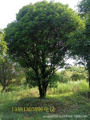 30年桂花树大约多少钱,30年桂花树大约多少钱一盆