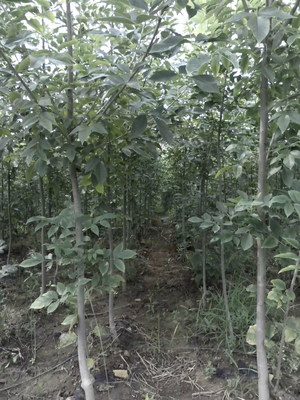 临沂桂花基地,临沂桂花基地批岁电话