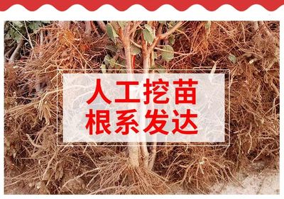 100种花卉养殖方法图解,100种花卉养殖方法图解视频