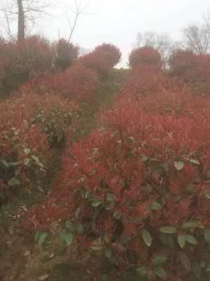 红叶石楠苗圃基地,红叶石楠苗圃基地图片