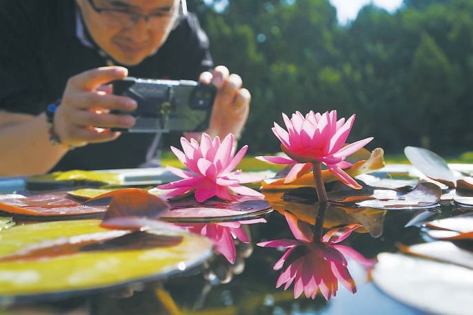 盆景花卉图片大全及花名荷花,盆景花卉图片大全集