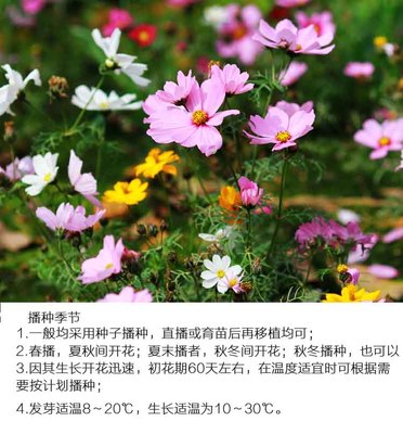 格桑花种子种植方法,格桑花花种怎么播种