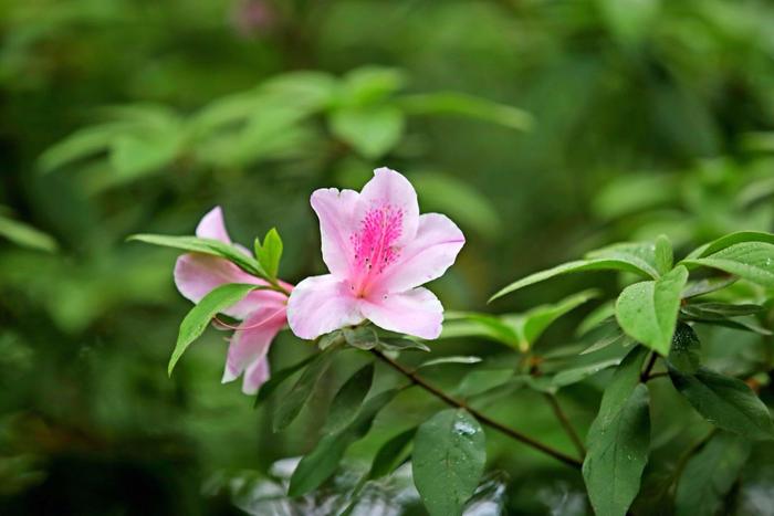 杜鹃花品种排名,杜鹃花品种排名娟姬